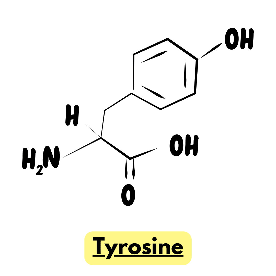 Chemical structure of the amino acid tyrosine